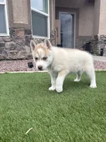 Lila, a female Siberian Husky for sale in Florence, CO – 2 of 3