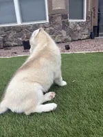 Lila, a female Siberian Husky for sale in Florence, CO – 3 of 3