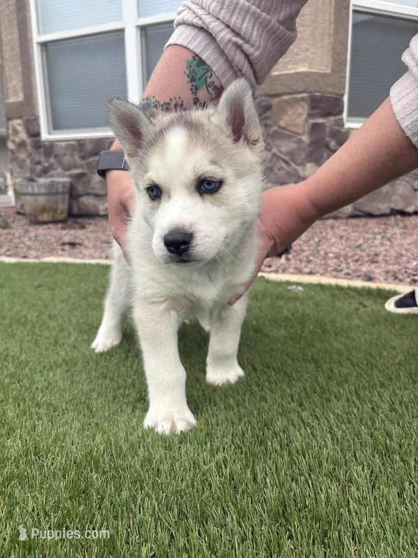 Panda  – Siberian Husky puppy for sale in Florence, CO