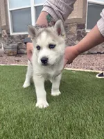 Panda , a male Siberian Husky for sale in Florence, CO – 1 of 3