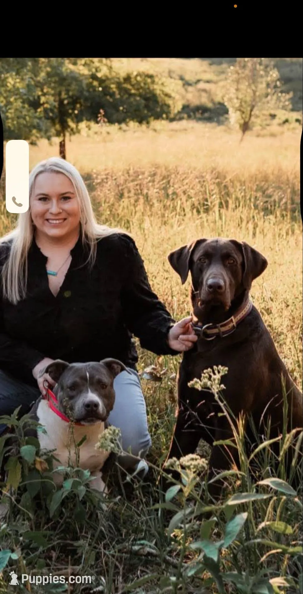Unborn litter, a  Labrador Retriever for sale in Elkmont, AL – Photo 4 of 4