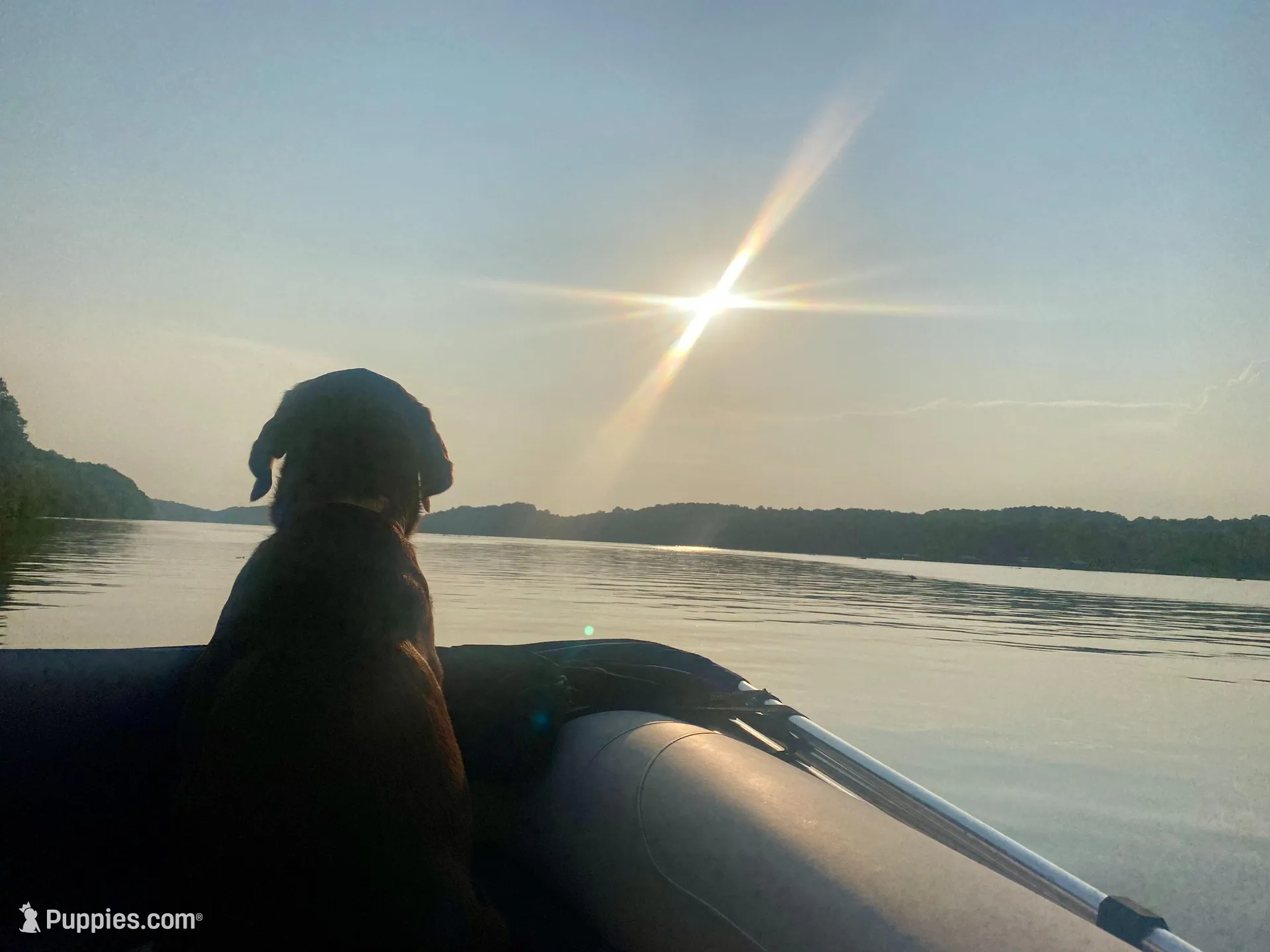 Unborn litter, a  Labrador Retriever for sale in Elkmont, AL – Photo 3 of 4