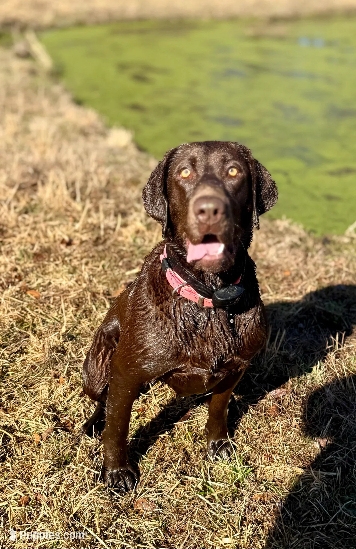 Unborn litter, a  Labrador Retriever for sale in Elkmont, AL – Photo 2 of 4