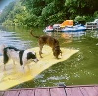 All-black champion bloodline litter, a  Labrador Retriever for sale in Elkmont, AL – Photo 2 of 5