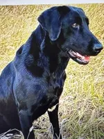 All-black champion bloodline litter, a  Labrador Retriever for sale in Elkmont, AL – Photo 5 of 5