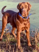 All-black champion bloodline litter, a  Labrador Retriever for sale in Elkmont, AL – Photo 3 of 5