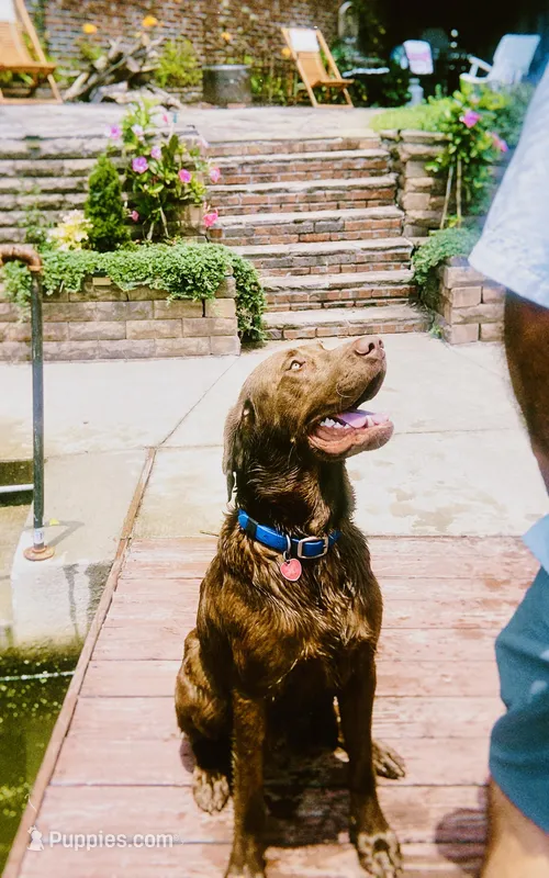 All-black champion bloodline litter – Labrador Retriever puppy for sale in Elkmont, AL