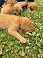 Red Collar, a male Goldador for sale in Anderson, IN – 5 of 6
