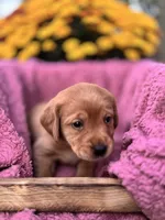 Yellow Collar, a female Goldador for sale in Anderson, IN – 6 of 7