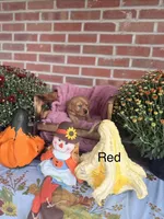 Red Collar, a male Goldador for sale in Anderson, IN – 1 of 6