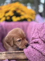 Black Collar, a male Goldador for sale in Anderson, IN – 4 of 9