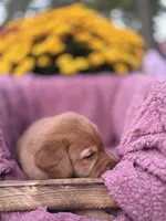 Black Collar, a male Goldador for sale in Anderson, IN – 8 of 9