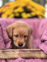 Green Collar , a male Goldador for sale in Anderson, IN – 7 of 8