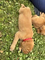 Red Collar, a male Goldador for sale in Anderson, IN – 6 of 6