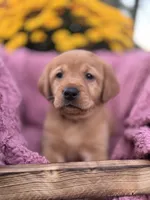 Grey Collar, a female Goldador for sale in Anderson, IN – 6 of 6