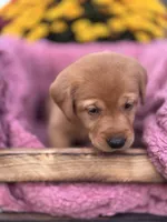 Grey Collar, a female Goldador for sale in Anderson, IN – 4 of 6