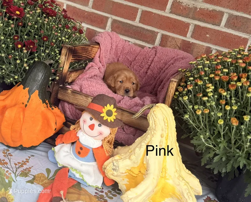 Pink Collar – Goldador puppy for sale in Anderson, IN