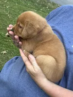 Red Collar, a male Goldador for sale in Anderson, IN – 3 of 6