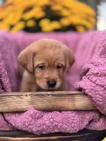 Green Collar , a male Goldador for sale in Anderson, IN – 8 of 8
