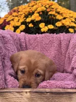 Pink Collar, a female Goldador for sale in Anderson, IN – 4 of 8