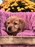 Pink Collar, a female Goldador for sale in Anderson, IN – 5 of 8