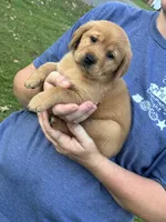 Red Collar, a male Goldador for sale in Anderson, IN – 4 of 6
