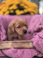 Orange Collar, a male Goldador for sale in Anderson, IN – 5 of 7