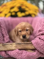 Black Collar, a male Goldador for sale in Anderson, IN – 9 of 9