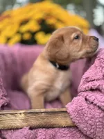 Black Collar, a male Goldador for sale in Anderson, IN – 3 of 9