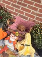 Yellow Collar, a female Goldador for sale in Anderson, IN – 1 of 7
