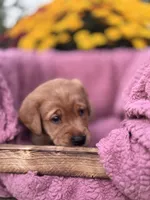 Orange Collar, a male Goldador for sale in Anderson, IN – 4 of 7
