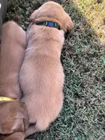 Green Collar , a male Goldador for sale in Anderson, IN – 2 of 8