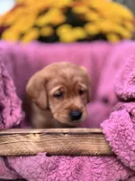 Orange Collar, a male Goldador for sale in Anderson, IN – 7 of 7