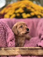 Yellow Collar, a female Goldador for sale in Anderson, IN – 7 of 7