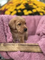 Orange Collar, a male Goldador for sale in Anderson, IN – 3 of 7