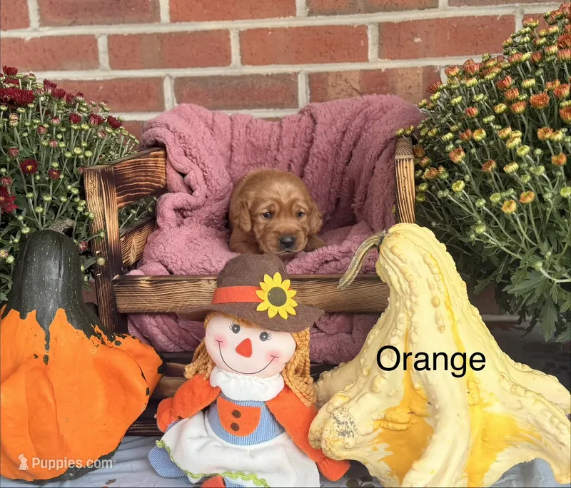Orange Collar – Goldador puppy for sale in Anderson, IN