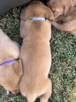 Grey Collar, a female Goldador for sale in Anderson, IN – 2 of 6