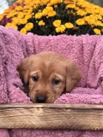Pink Collar, a female Goldador for sale in Anderson, IN – 6 of 8