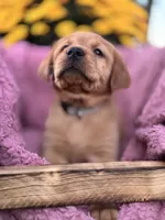 Grey Collar, a female Goldador for sale in Anderson, IN – 5 of 6