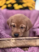 Grey Collar, a female Goldador for sale in Anderson, IN – 3 of 6