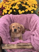 Pink Collar, a female Goldador for sale in Anderson, IN – 8 of 8
