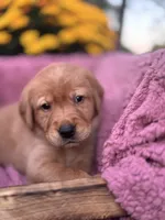 Black Collar, a male Goldador for sale in Anderson, IN – 5 of 9