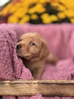 Yellow Collar, a female Goldador for sale in Anderson, IN – 4 of 7