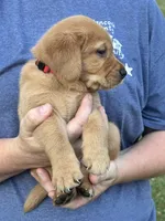 Red Collar, a male Goldador for sale in Anderson, IN – 2 of 6