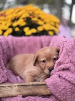 Black Collar, a male Goldador for sale in Anderson, IN – 7 of 9