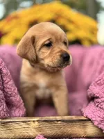 Green Collar , a male Goldador for sale in Anderson, IN – 5 of 8