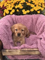 Pink Collar, a female Goldador for sale in Anderson, IN – 7 of 8