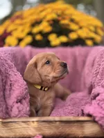 Yellow Collar, a female Goldador for sale in Anderson, IN – 5 of 7
