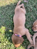 Pink Collar, a female Goldador for sale in Anderson, IN – 2 of 8