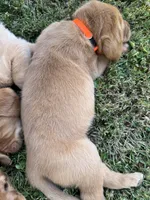 Orange Collar, a male Goldador for sale in Anderson, IN – 2 of 7